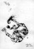 Picture - Autoportrait post-mortem