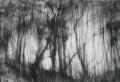 Picture - Forest