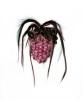 Picture - Arachné 2
