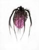 Picture - Arachné 3