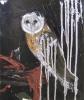 Picture - La chouette II